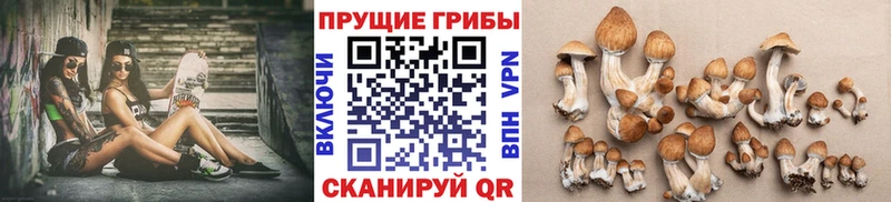 как найти наркотики  Зверево  Псилоцибиновые грибы Magic Shrooms 